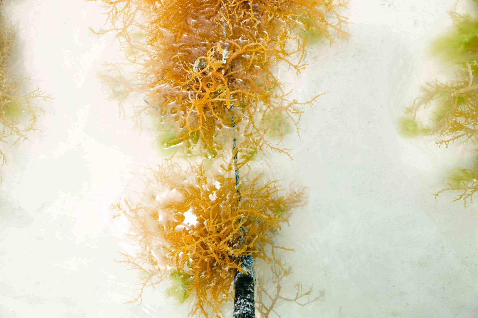 Tanzania’s seaweed farmers are on the frontlines of climate change ...