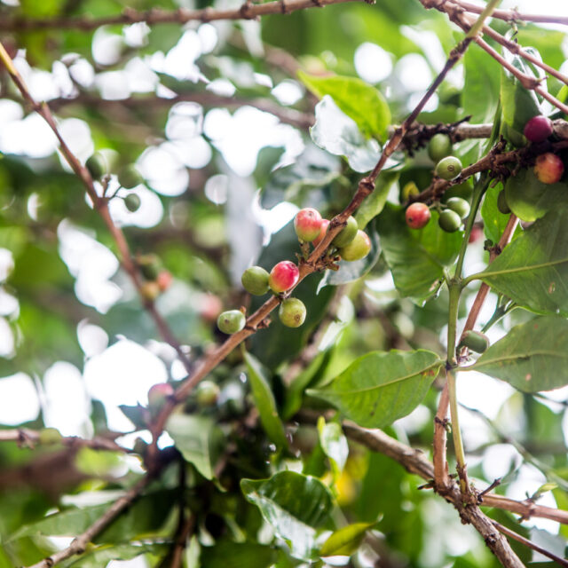 Die 7 wichtigsten Fakten für Kaffeliebhaber*innen