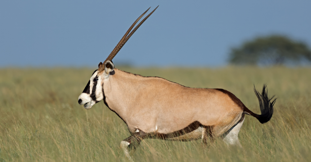 Antilope Namibia