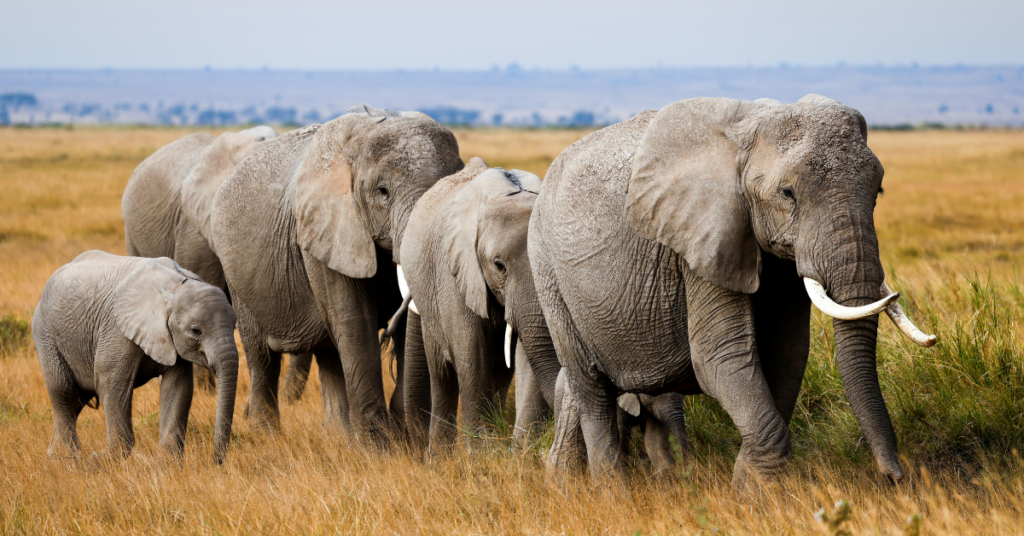 Elefanten in Kenia in Massai Mara