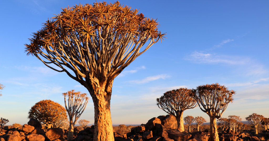 Körcherbäume Namibia Landschaft