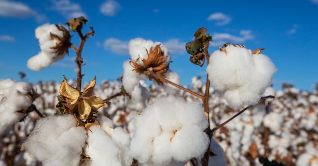 Baumwolle 