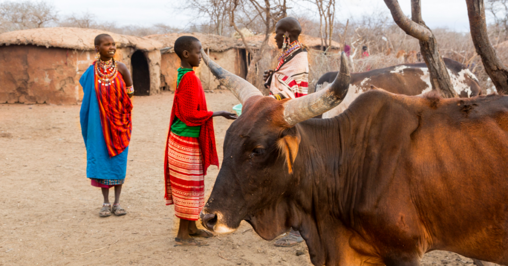 Frauen und Vieh in einem Maasai Dorf in Kenia.