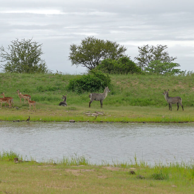 Le peuple Mpondo contre Shell : les luttes environnementales vues du continent africain