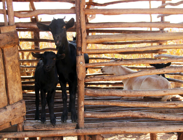 How one goat is helping to lift a whole community out of poverty